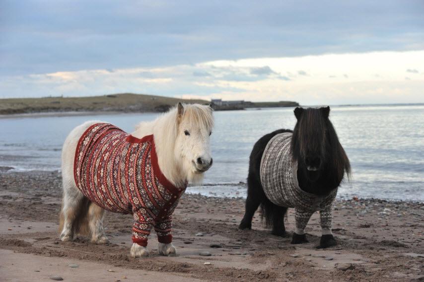 #LoveYourPetDay here is #Shetland #ponies with their knitted cardigans on. Pic copyright of @VisitScotland http://t.co/8Lgj7gkQmB