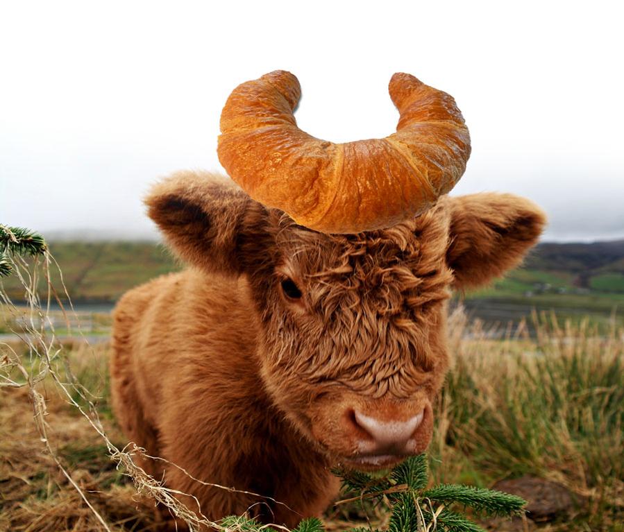 How to celebrate #NationalCroissantDay in #Scotland . #Highland #Cow http://t.co/xoVAStxlvT