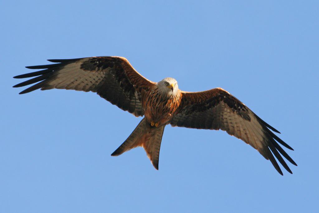 #NationalKiteFlyingDay The reintroduction of the red kite to Scotland. A conservation success of the last 20 years. http://t.co/zHAPHBqaLE