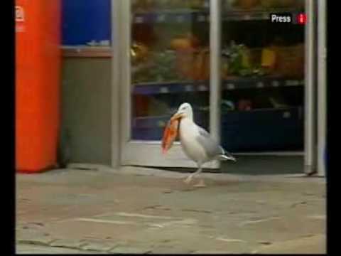 It’s #nationalcornchip day and here is sam the seagul stealing @Doritos from a shop in #aberdeen http://t.co/bCR9qXH2tF